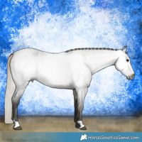 Horse Color:Gray Silver Blue Roan 