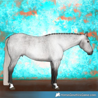 Horse Color:Gray Silver Blue Roan 