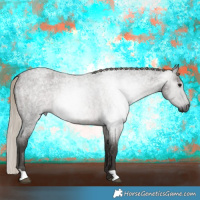 Horse Color:Gray Silver Blue Roan 