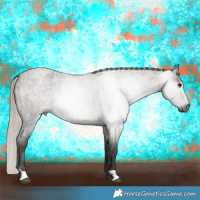 Horse Color:Gray Silver Blue Roan 