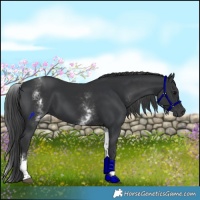 Horse Color:White Spotted Black 