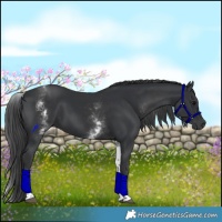 Horse Color:White Spotted Black 