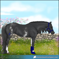Horse Color:White Spotted Black