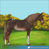 Horse Color:Liver Chestnut Tobiano Rabicano