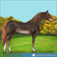 Horse Color:Liver Chestnut Tobiano Rabicano