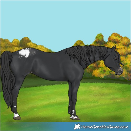 Horse Color:Black Varnish 