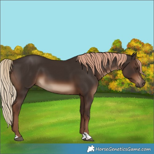 Horse Color:Liver Chestnut Tobiano Rabicano 