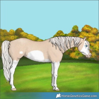 Horse Color:Silver Classic Champagne Dun Splash Frame 