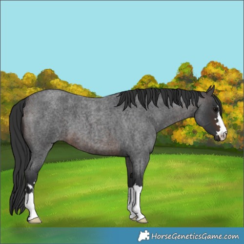 Horse Color:Brown Roan 