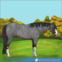 Horse Color:Brown Roan 