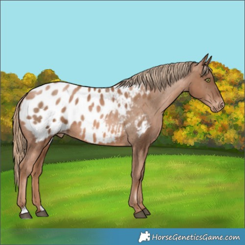 Horse Color:Liver Chestnut Pearl Appaloosa Rabicano 