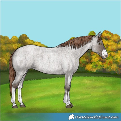 Horse Color:White Spotted Liver Red Dun Ice Roan 