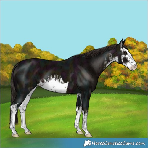 Horse Color:White Spotted Midnight Liver Chestnut Ice 