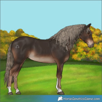 Horse Color:Liver Chestnut Tobiano Rabicano 