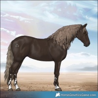 Horse Color:Liver Chestnut 