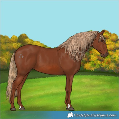 Horse Color:Chestnut 