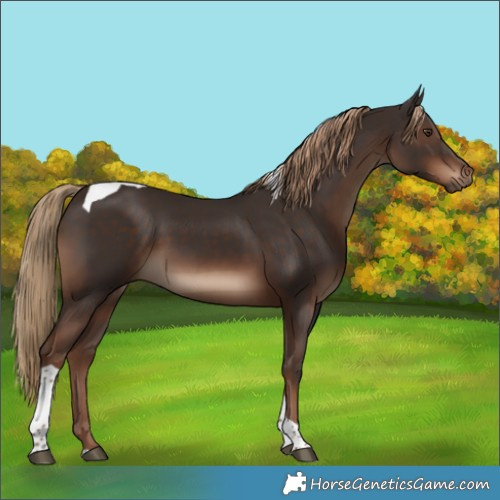 Horse Color:Liver Chestnut Tobiano Rabicano 
