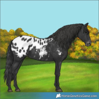 Horse Color:Black Appaloosa Rabicano 