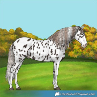 Horse Color:Liver Chestnut Tobiano Leopard Rabicano