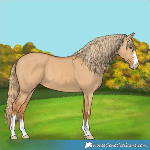 Horse Color:Red Dun 