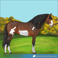 Horse Color:Bay Frame