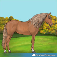 Horse Color:Chestnut 