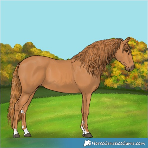 Horse Color:Chestnut 
