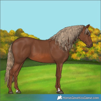 Horse Color:Chestnut 