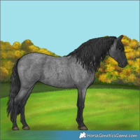 Horse Color:Blue Roan 