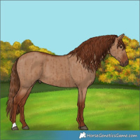 Horse Color:Red Dun Brindle 