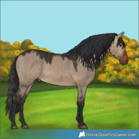 Horse Color:Brown Dun 
