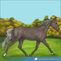 Horse Color:Silver Black