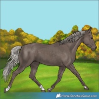 Horse Color:Silver Black 