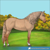 Horse Color:Red Dun 