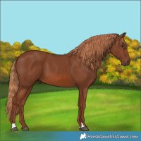 Horse Color:Chestnut 