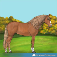 Horse Color:Chestnut 