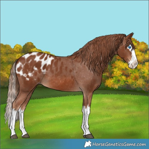 Horse Color:Chestnut Splash Appaloosa 