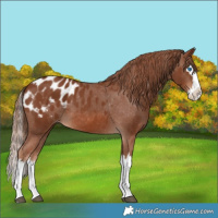 Horse Color:Chestnut Splash Appaloosa 
