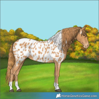 Horse Color:Chestnut Tobiano Near Leopard 