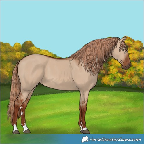 Horse Color:Red Dun 
