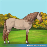 Horse Color:Red Dun 