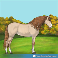 Horse Color:Red Dun 