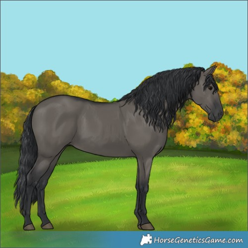 Horse Color:Grullo Rabicano 
