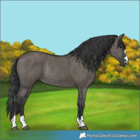 Horse Color:Grullo Rabicano 