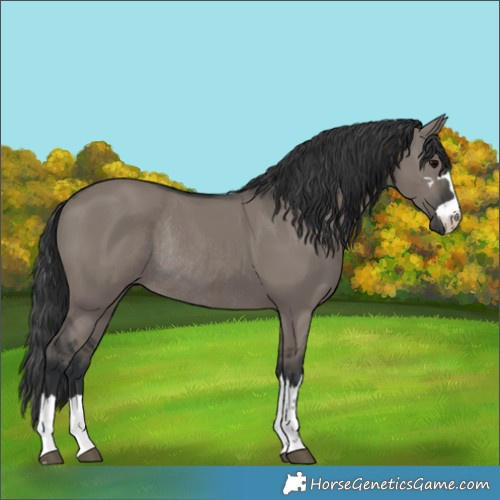 Horse Color:Grullo Rabicano 