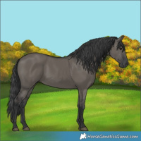 Horse Color:Grullo Rabicano 