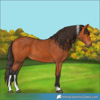 Horse Color:Bay Tobiano Rabicano 