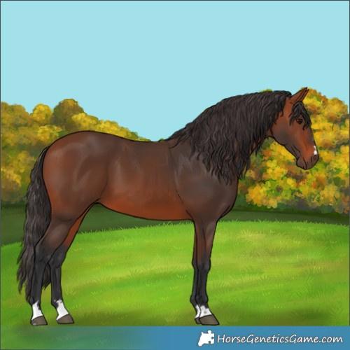 Horse Color:Bay 
