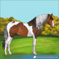 Horse Color:Bay Tobiano 