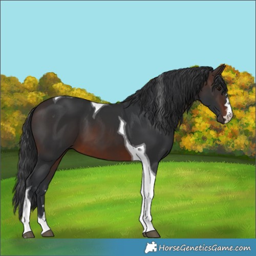 Horse Color:Brown Tobiano 